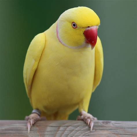 ringneck yellow parrot|More.